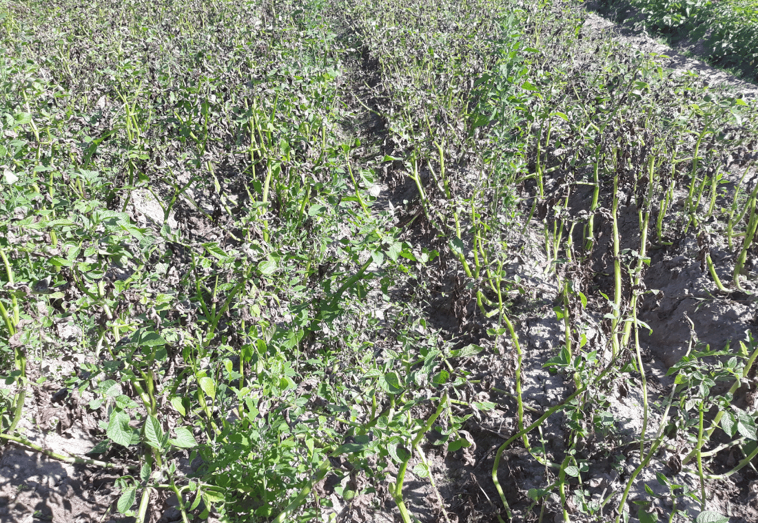 14.07.2020</br>Denar